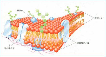 生物膜的流动镶嵌模型