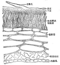 牵牛子横切面简图