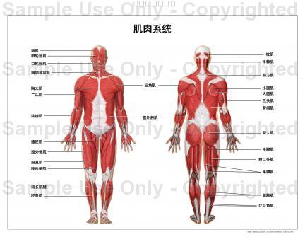 肌肉系统的解剖