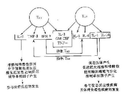 细胞因子