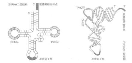 转移RNA