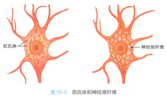 尼氏体和神经原纤维