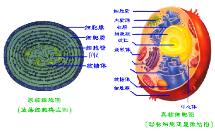 细胞结构