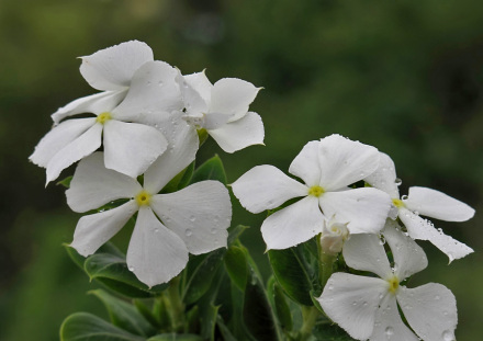 白长春花