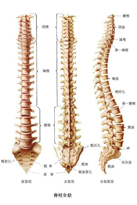 脊柱全貌图