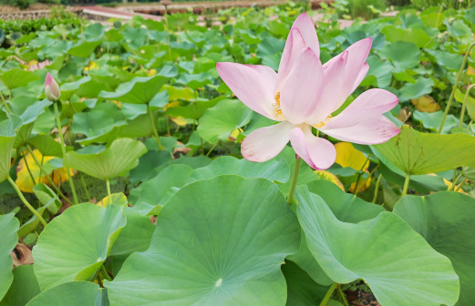 莲-花