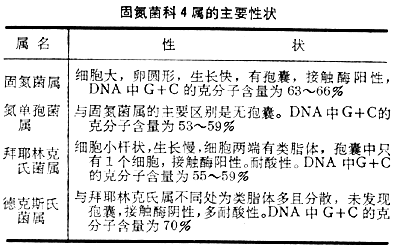 固氮菌科