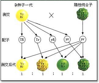 基因的分离定律