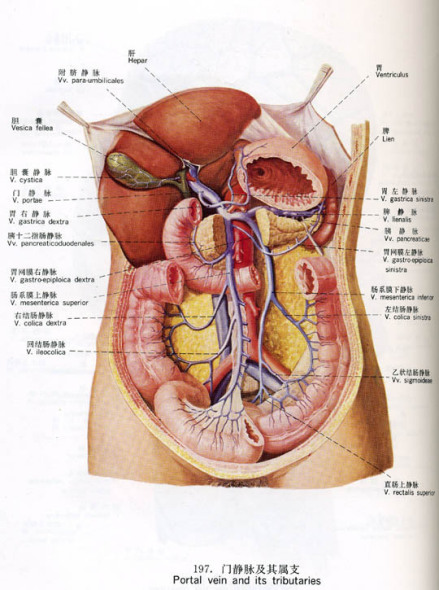 门静脉及其属支