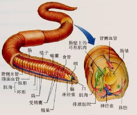 蚯蚓结构图