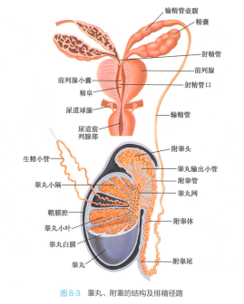 睾丸、附睾的结构及排精径路