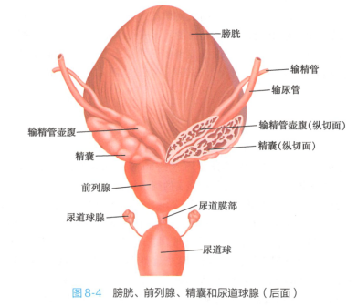 膀胱、前列腺、精囊和尿道球腺（后面）