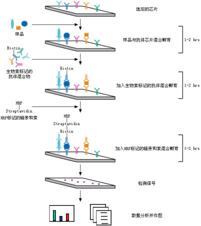 细胞因子