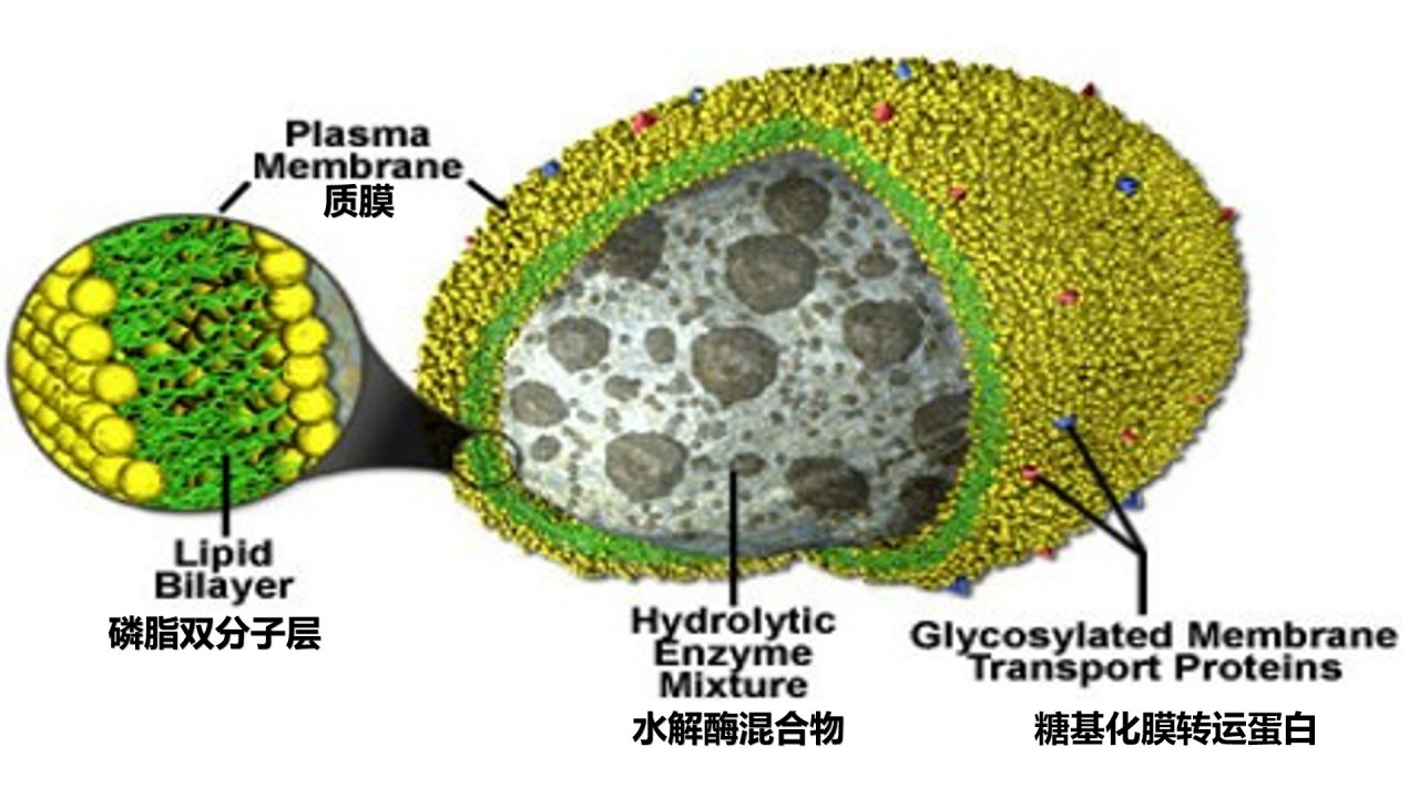 溶酶体结构 