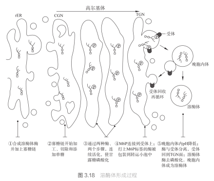 溶酶体形成过程 