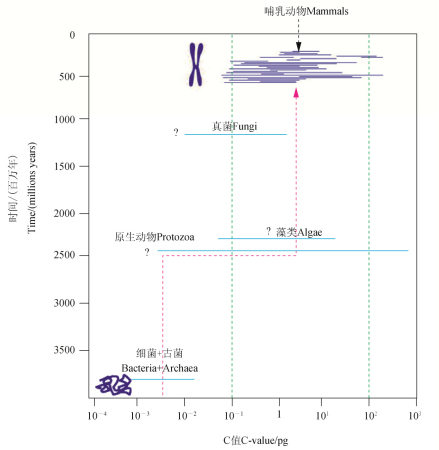 平均来说，真核生物的C值比原核生物高约3.5个数量级