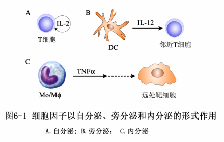 细胞因子的作用方式