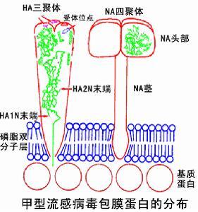 病毒学