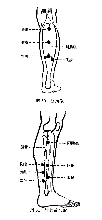 足阳明胃经