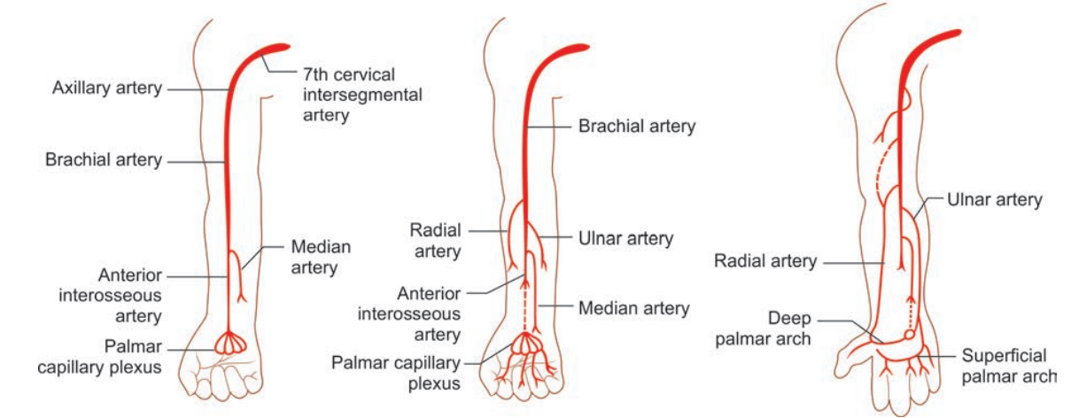 上肢动脉的发生