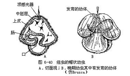 纽虫