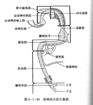 面神经分段