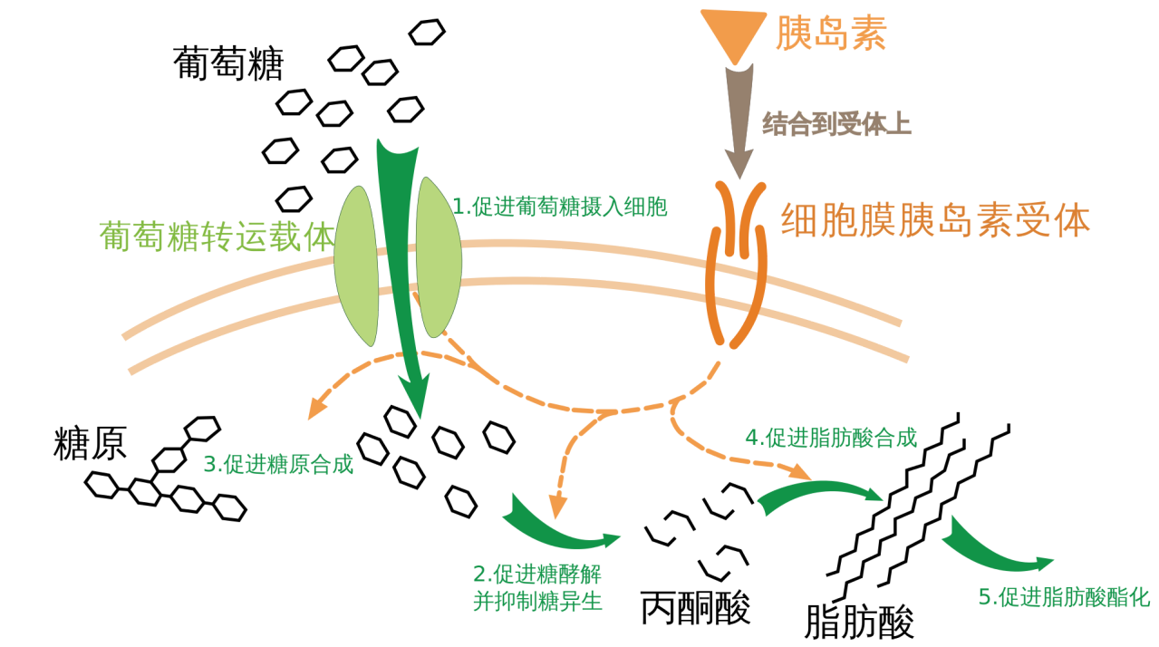 胰岛素在细胞中的作用。图源网络