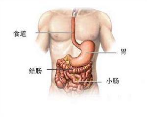 消化系统