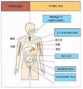 分子免疫学