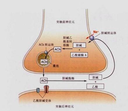 乙酰胆碱在突触的合成与作用