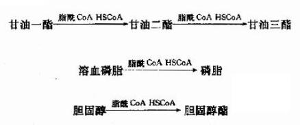 脂类代谢