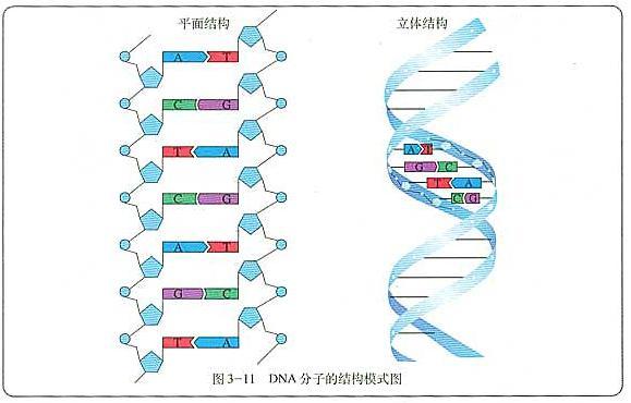 dna