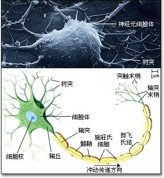 中间那层黄色的就是髓鞘