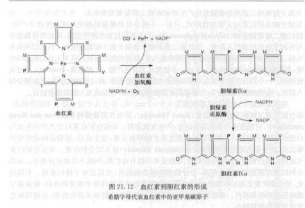 图1（血红素到胆红素的形成） 