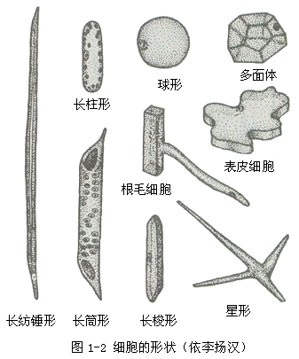 细胞的形状