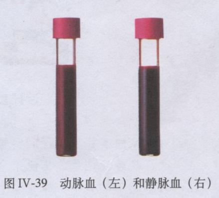 动脉血（左）静脉血(右)