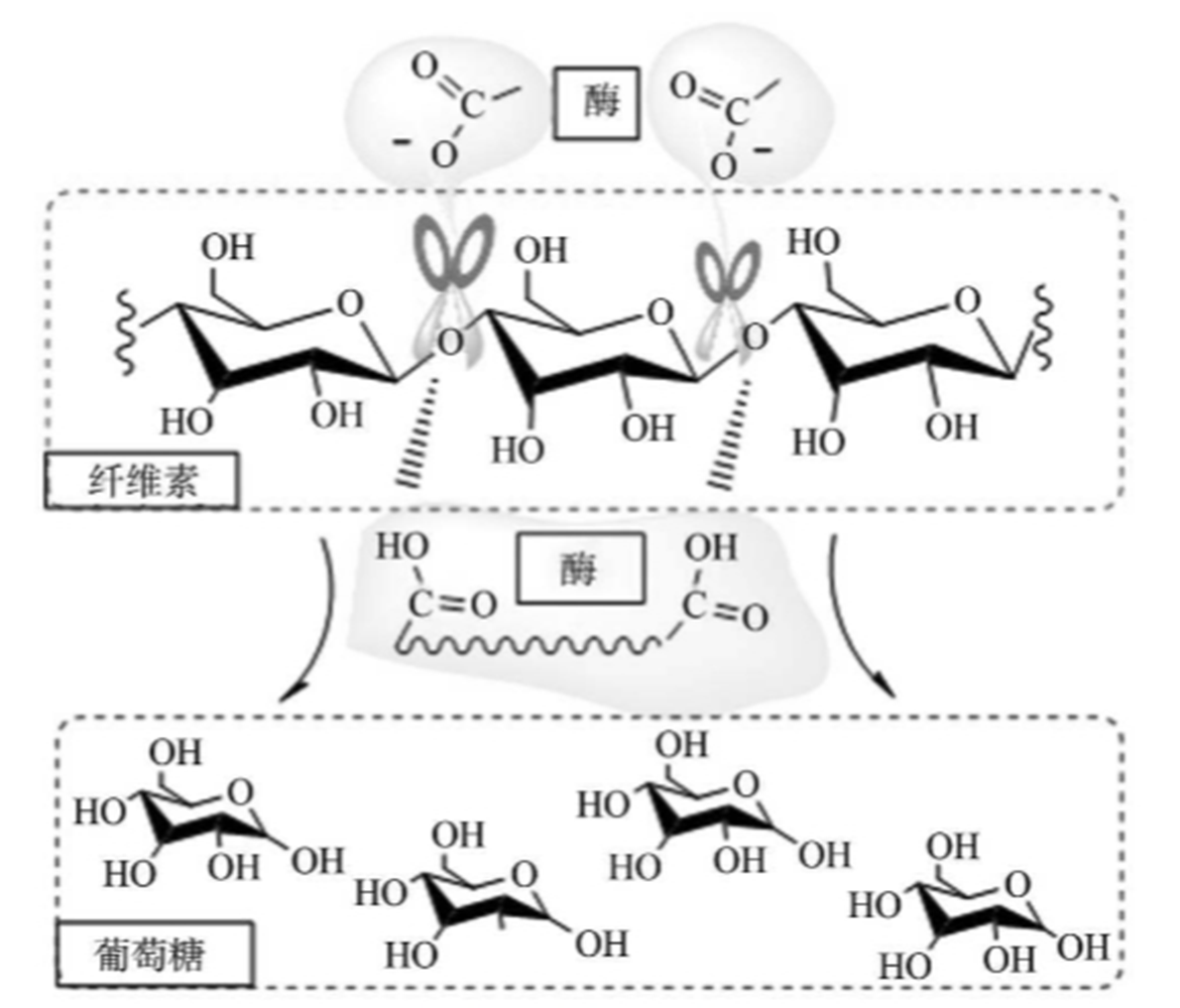 图5纤维素酶水解机理