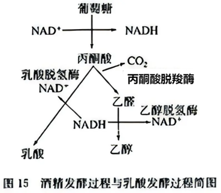 发酵过程