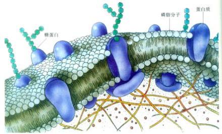 细胞膜