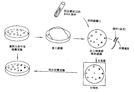 基因改造