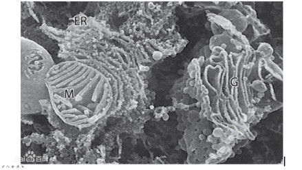 内质网（ER）、线粒体（M）、高尔基体（G） 