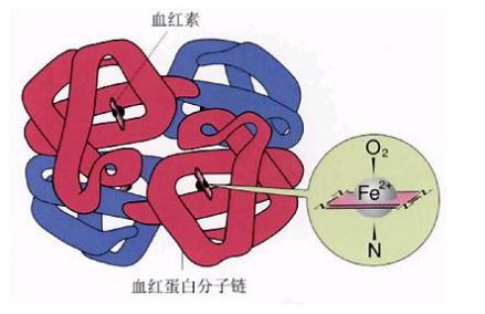 氧合血红蛋白