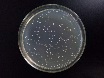 在培养基中生长的大肠杆菌