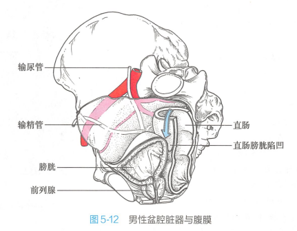 男性盆腔脏器与腹膜