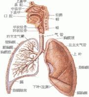 呼吸系统结构图