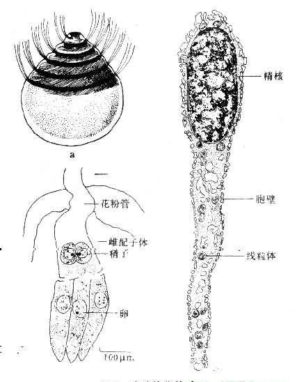 植物的精子结构示意图