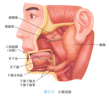 大唾液腺 