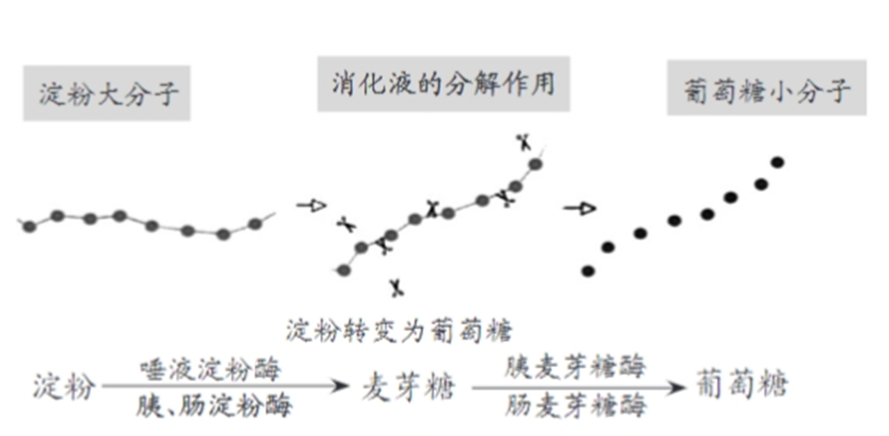 图6淀粉在人体内的转化