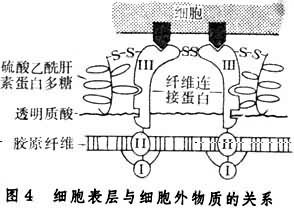 细胞外物质