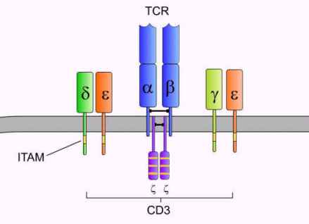 CD3结构示意图